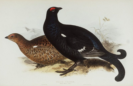 Heathcock and hen by Edward Lear